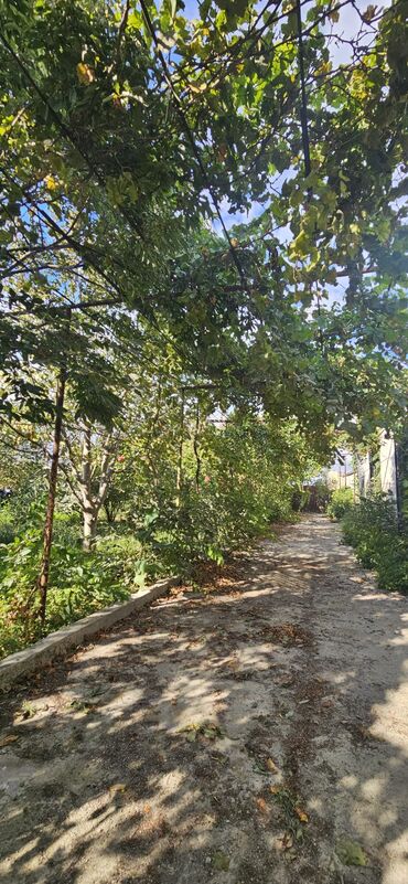 Torpaq sahələrinin satışı: 48 sot, Kənd təsərrüfatı, Kupça (Çıxarış) — 5