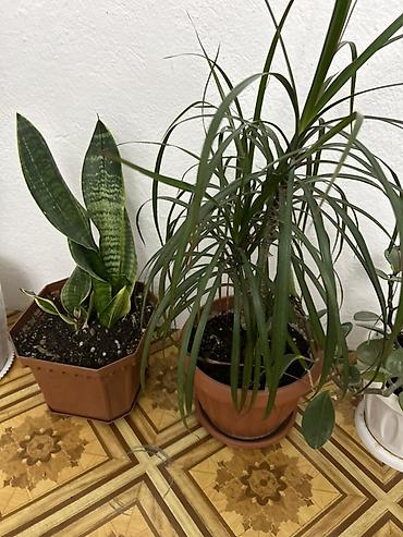 Антуриумдар: Комнатные растения в кашпо: 1) Антуриум (Anthurium andreanum) - — 7