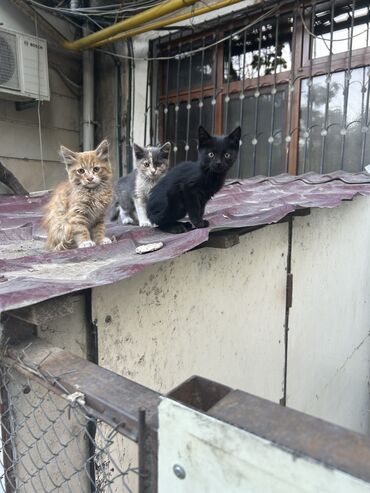 сиамские котята: Котята в добрые руки. 1-1,5