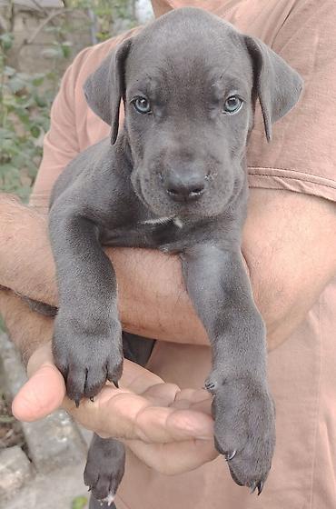 cane corso qiyməti: Kane-Korso, 1 ay, Dişi — 1