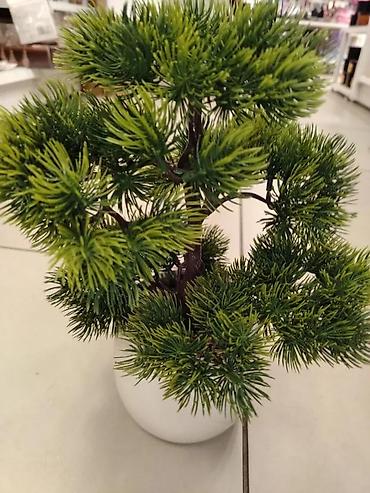 Vases and pots: Bonsai vestacko drvo u saksiji novo akcija | cene nisu fiksne — 4