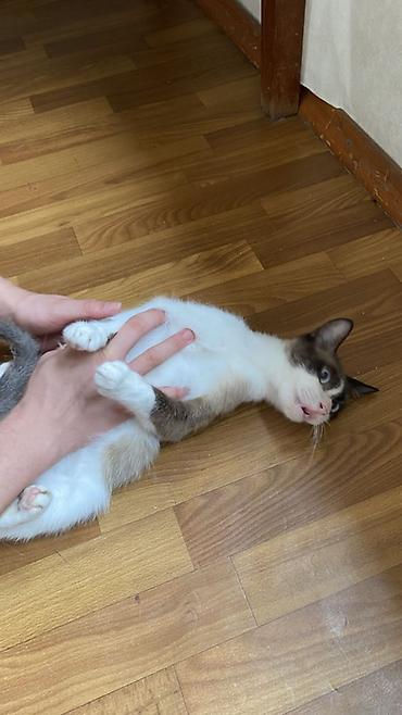 сиямский кошка: Кошка даром: Сиамская, 1 год, Мальчик, Кастрирована, Приучена к лотку, Проглистована — 1