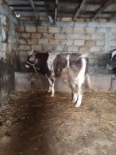 Dana, buzov: Dana, buzov, Erkək, ay: 8, Ətlik — 4