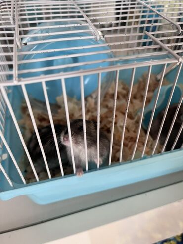 inək öd daşı: 3 Hamster 2 erkek 1 dişi və qəfəs dəsti