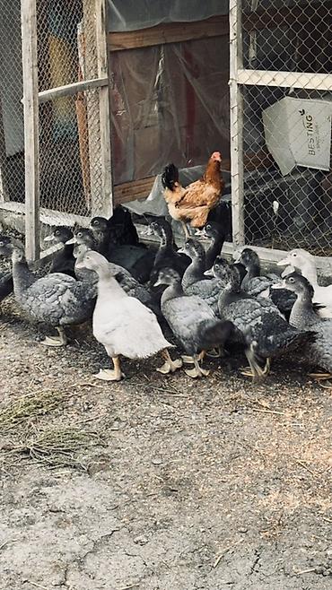 lal ordek balasi: Muscovy ördək balaları (barbariska) – təsərrüfatda böyüdülmüş, aktiv — 2