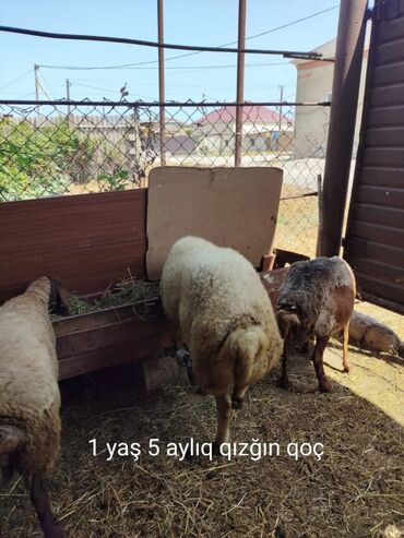 Gəmiricilər: 1yaş 5 aylıq qızğın qoçdur super heyvandı 40-45 kq əti olar damazlığa