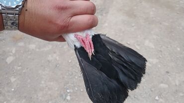 Gəmiricilər: Desde qara quyrug boynu gullu ciplag 17tuk maya bu gun seher