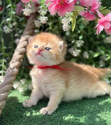 Pişiklər: Britan — 3