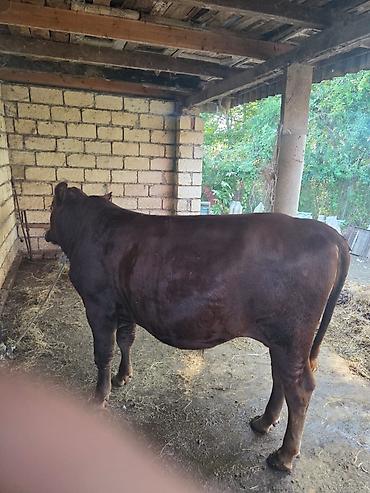 tap az goyercin satisi: Salam Erkek Etlik Dana Datilir Hardasa 170 180 kq eti var qiymet 3400 — 2