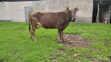 сементал карова: Продаю | Корова (самка) | Для молока
