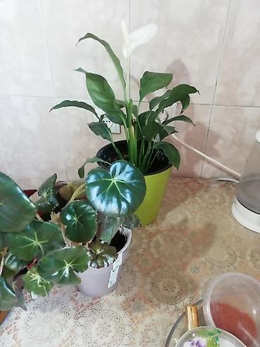 спатифиллюм: Комнатные растения в горшках: 1) Спатифиллум (Spathiphyllum) с белым — 3