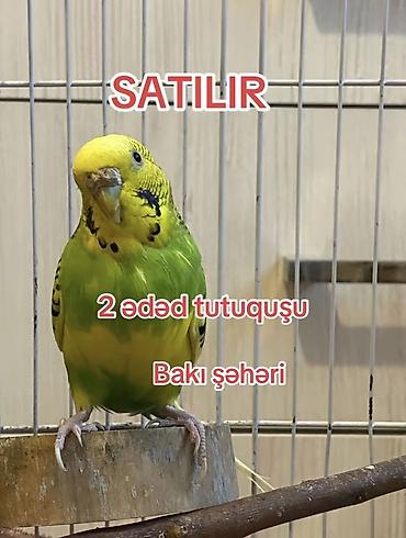 tutuqusu yemi: Məhsul: 2 ədəd tutuquşu (dişi və erkək) – Bakı şəhəri Paketə — 2