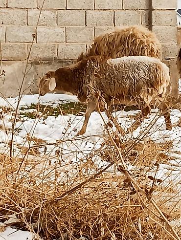 Баран, овца: Продаю | Овца (самка) | Для разведения — 10