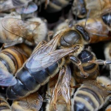 Arılar: Ana arı karnika, karniyol 2023 yeni yazda çıxan ana arılar satılır