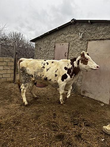 Inəklər, öküzlər: Simmenatlla ivanofka mələzi düyə satılır. Buzovluğundan məndədir.Öz — 7