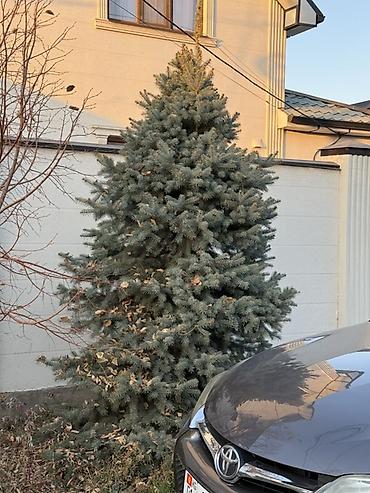 шлифовальную машинку по дереву: Голубая ель (Picea pungens ‘Glauca’) для ландшафта. 2 голубые ели с — 8