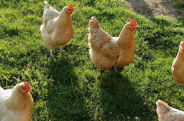 Куры, петухи: Продаю | Куры, Петух | Домашняя | На забой, Для разведения — 3