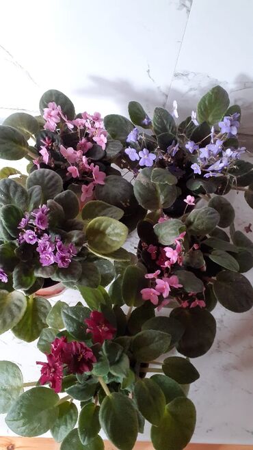 Otaq bitkiləri: Afrika bənövşələri (Saintpaulia) – müxtəlif rəngli və formalı sortlar — 1