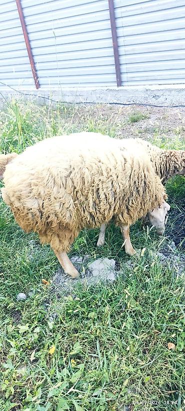 cücə və xoruz təmsil: 1 erkək və 2 dişi quzu satılır. razılaşma yolu ilə — 3