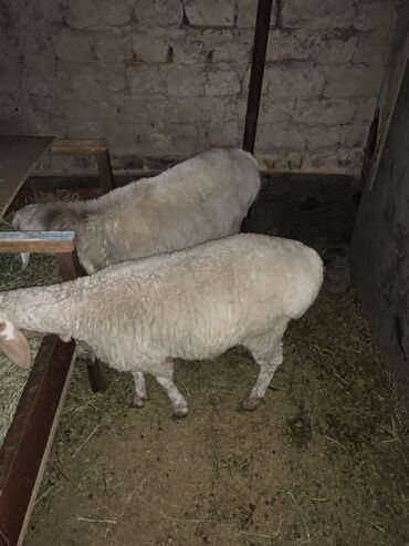 продаю дойных коров: Сатам | Ургаачы кой (ургаачы) | Көбөйтүү үчүн