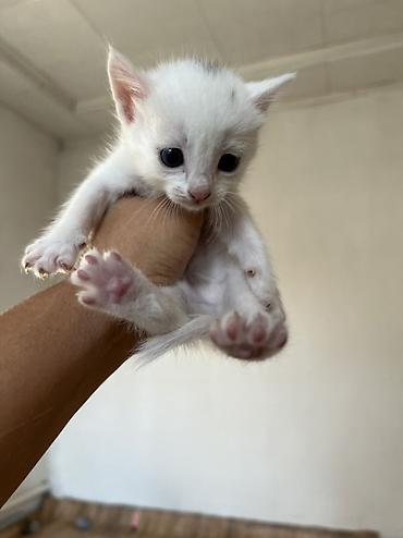 турецкая кошка: Котёнки с большими выразительными глазами. Короткая мягкая шерсть — 1