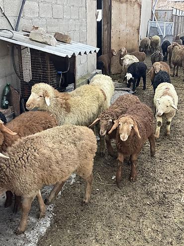 Баран, овца: Продаю | Овца (самка), Ягненок, Баран (самец) | Гиссарская, Полукровка, Меринос | На забой, Для разведения, Для шерсти | Племенные, Кастрированные, Осеменитель — 18