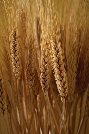 Животные: Продаю пшеницу сорт Алексеевичне пишите,звоните