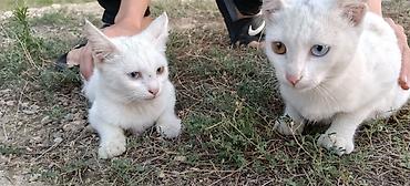 pişik şekli cekmek: Van, Dişi, Yaxşı əllərə, Ünvandan götürmə — 1