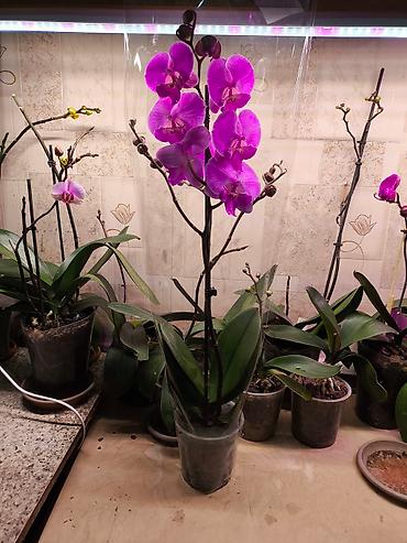 Другие товары для дома и сада: ОРХИДЕЯ ОРХИДЕЯ и ОРХИДЕЯ самое красивое и постоянно цветущий — 5