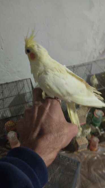 Tutuquşları: Növ: Nimfa tutuquşu (cockatiel), açıq sarı rəng, yanaqlarda narıncı — 9