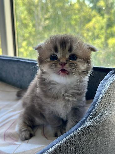 Pişiklər: Şotland — 3