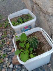 Süni güllər: Bu gülər satlır qiymətləri 1.2 manat yekə gülər 5 manat biri qalanı — 8