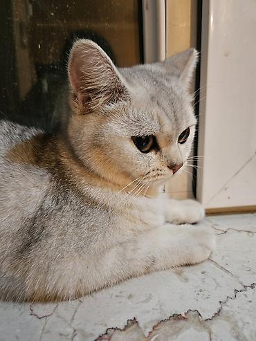 heyvanlar pisik: Britan, Dişi — 6