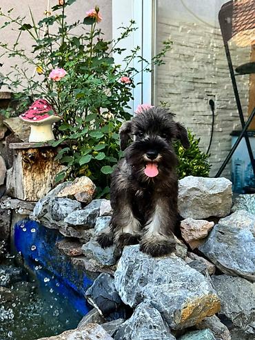 lepi psi: Odgajivačnica patuljastih šnaucera Pet House ima slobodno dva ženska — 10
