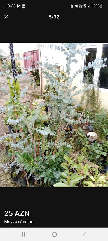 Tinglər: Müxtəlif dekorativ və meyvə ağaclarının tingləri. • Xurma-narıngi — 4