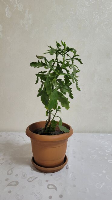 zolotoy us bitkisi: Digər otaq bitkiləri