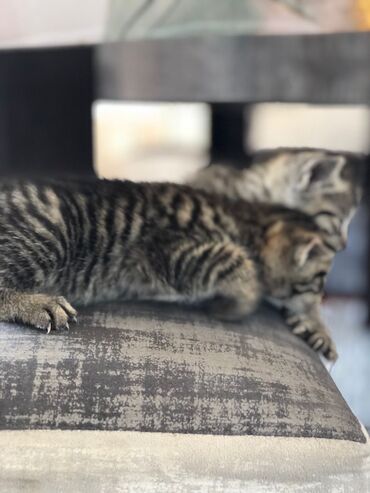 домик для животных: Котятки ищут любящий дом они все прирученные на лотки