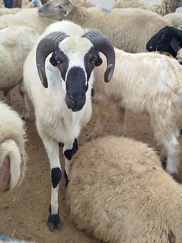 Mal-qara: Qurbanlıq qoç - Növ: Yerli cins qoç (qalın, dairəvi buynuzlu) - Rəng — 1
