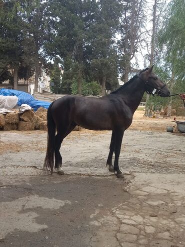 qarabağ atı satılır v Azərbaycan | Xalçalar: 3 yas yorga satilir