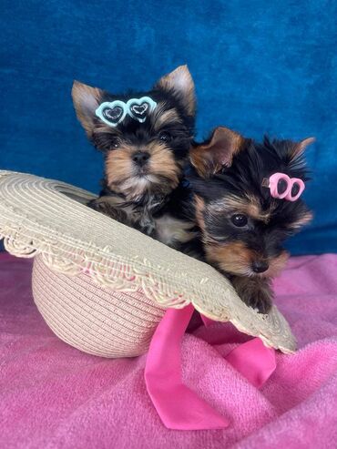 pitbull mali: Yorkshire Terrier štenci Na prodaju su dve nežne princeze i jedan