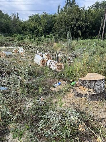 Дрова: Дрова Тополь — 5