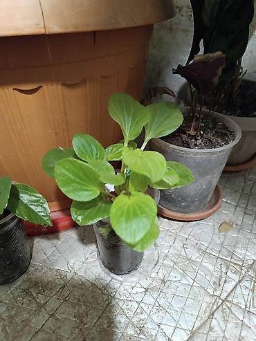 Диффенбахии: Диффенбахия и денежное дерево (толстянка) в горшках Что предлагается — 10