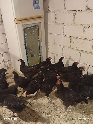 heyvanlar və balaları: Toyuq, Damazlıq, Ödənişli çatdırılma — 1