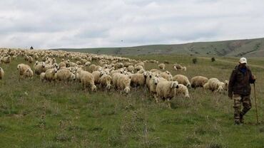 Сфера образования: Qoyun fermasına çoban lazımdır. Qoyundan başı çıxan, qoyun oturmagı