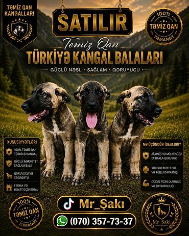 ucuz itleri: Kanqal, 2 ay, Dişi, Peyvəndli, Pulsuz çatdırılma — 3