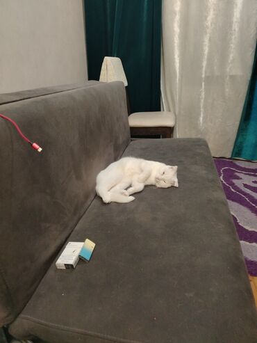 Pişiklər: Şotland yastı qulaq, Erkək, Yaxşı əllərə, Ünvandan götürmə — 4