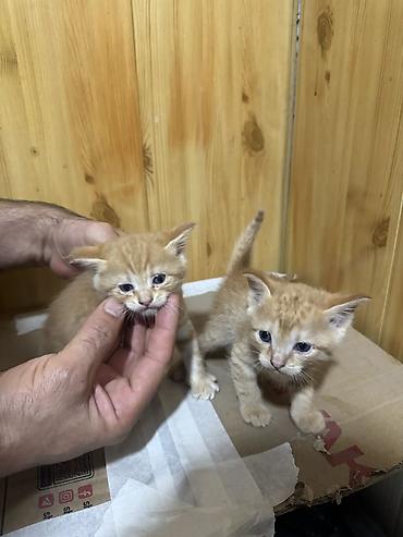 Лесная, 2 месяца, Мальчик, Рыжий, Приучена к лотку at lalafo.kg Лесная, 2 месяца, Мальчик, Рыжий, Приучена к лотку