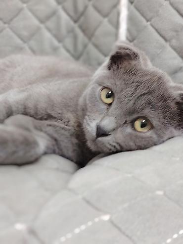 Кошки: Шотландский вислоухий котёнок с плюшевой серо-го зблубой шерстью и — 2