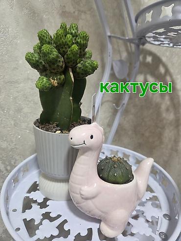 Кактусы: Эхинопсисы в горшках - Род: Echinopsis (кактусы-шаровидной формы с — 24