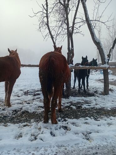 Лошади, кони: Продаю | Кобыла (самка) | Рабочий — 4